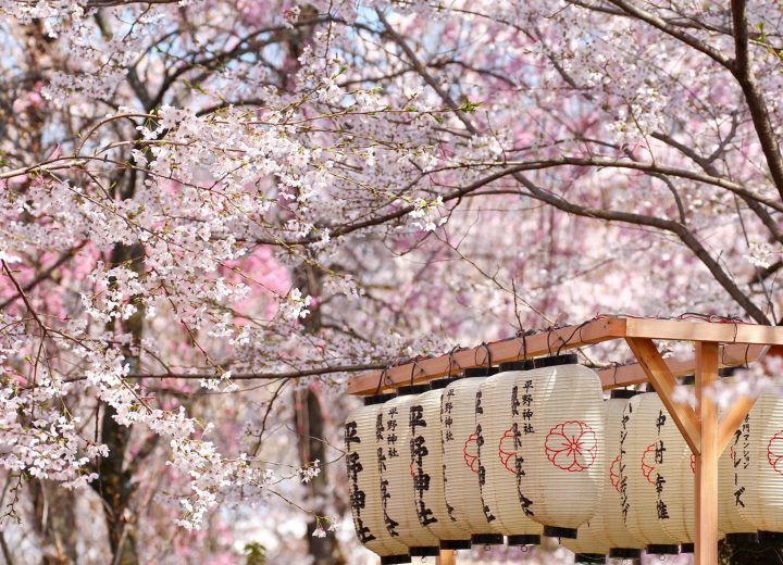 Japanese cherry blossom theme for Events